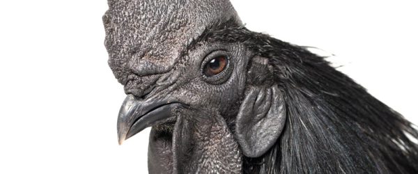 The Rare Ayam Cemani Chicken Breed Is A Black Beauty