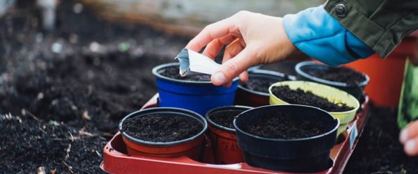 Consider Buying Local Garden Seeds, Too