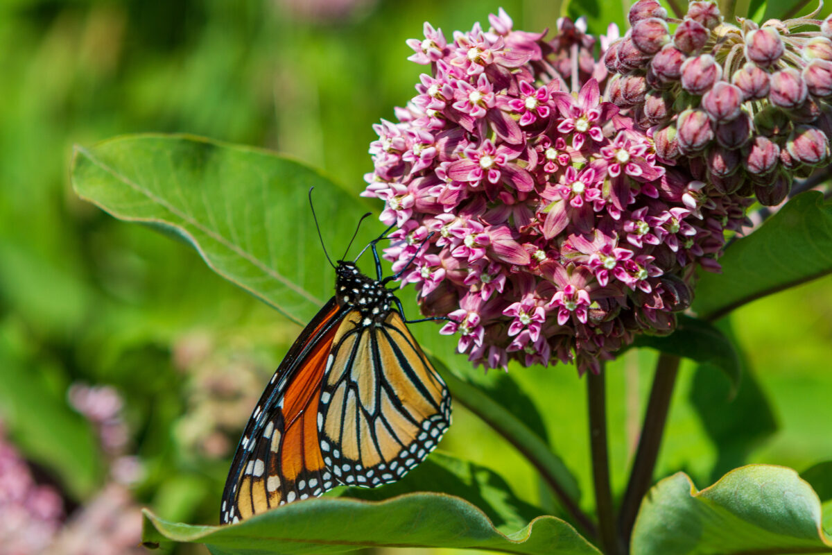 milkweed plant with monarch butterfly on the flower