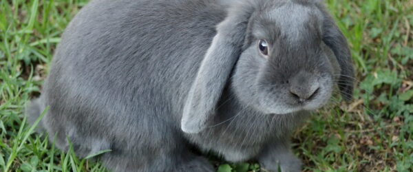 Mini Lop Rabbits: Breed Profile & Care Tips
