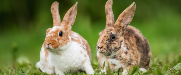 Mini Rex Rabbits: Breed Profile & Care Tips