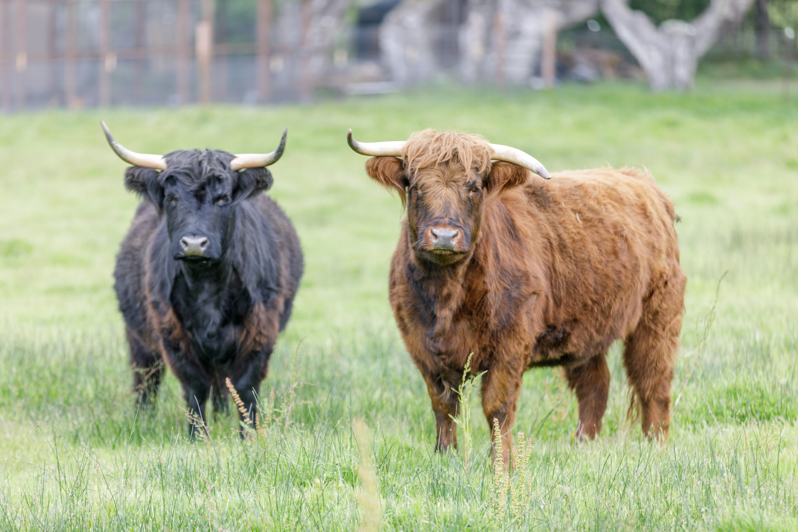 Miniature Cattle: 5 Breeds for Small Farms