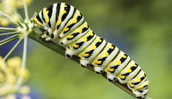 4-common-caterpillars-what-they-mean-to-your-garden-hobby-farms