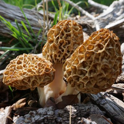 Morel Mushrooms: How to Find, Identify and Cook Them