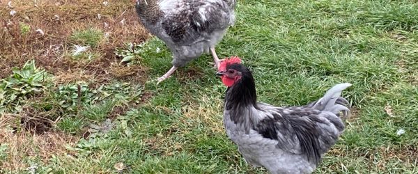 Musical Coops: Moving Poultry For The Winter Season
