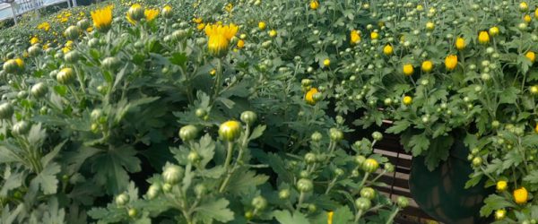 Mum’s The Word! Buying Mums For Your Fall Garden (Video)