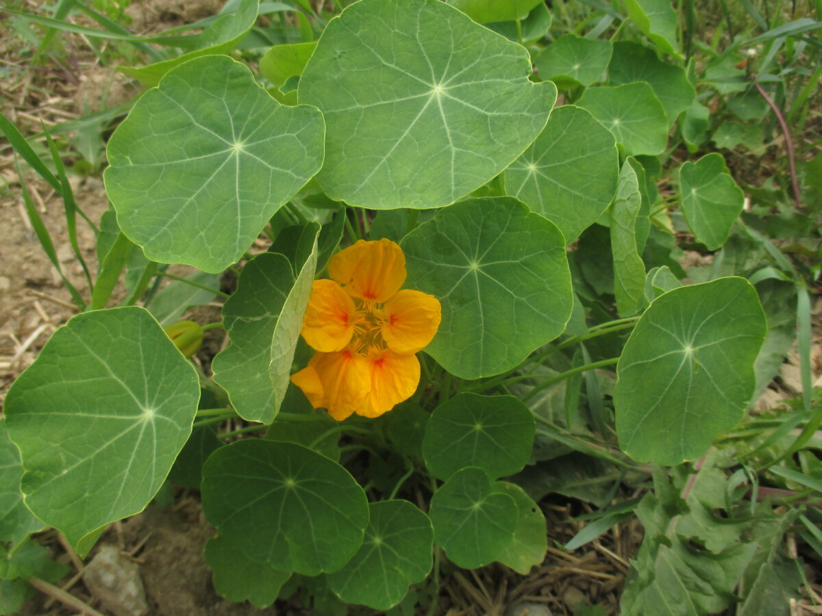 Can Chickens Eat Cilantro? Gardening for Your Flock Hobby Farms