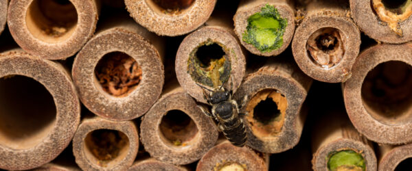 Native Bee Habitat: Fall Tips to Help Pollinators Survive Winter