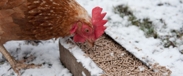 Nutrition For Chickens in Winter