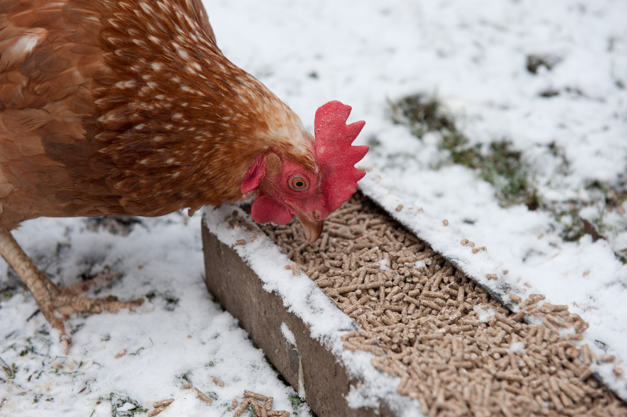 For proper nutrition in chickens, a chicken is eating pellet feed from a feeder in the snow during winter