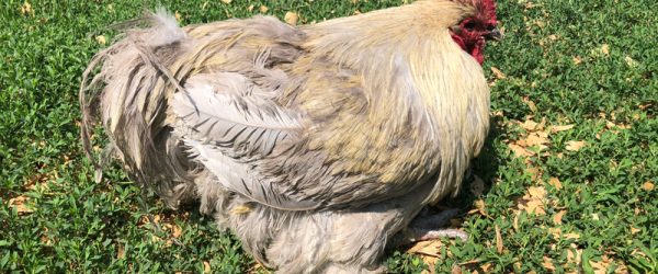 Saying Farewell To A Chicken Friend