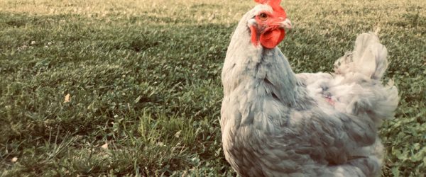 Poultry Associations Are Invaluable For Chicken-Keepers