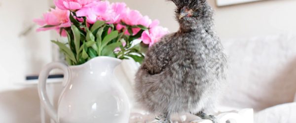 11 Grooming Essentials To Help Pamper Your Chickens