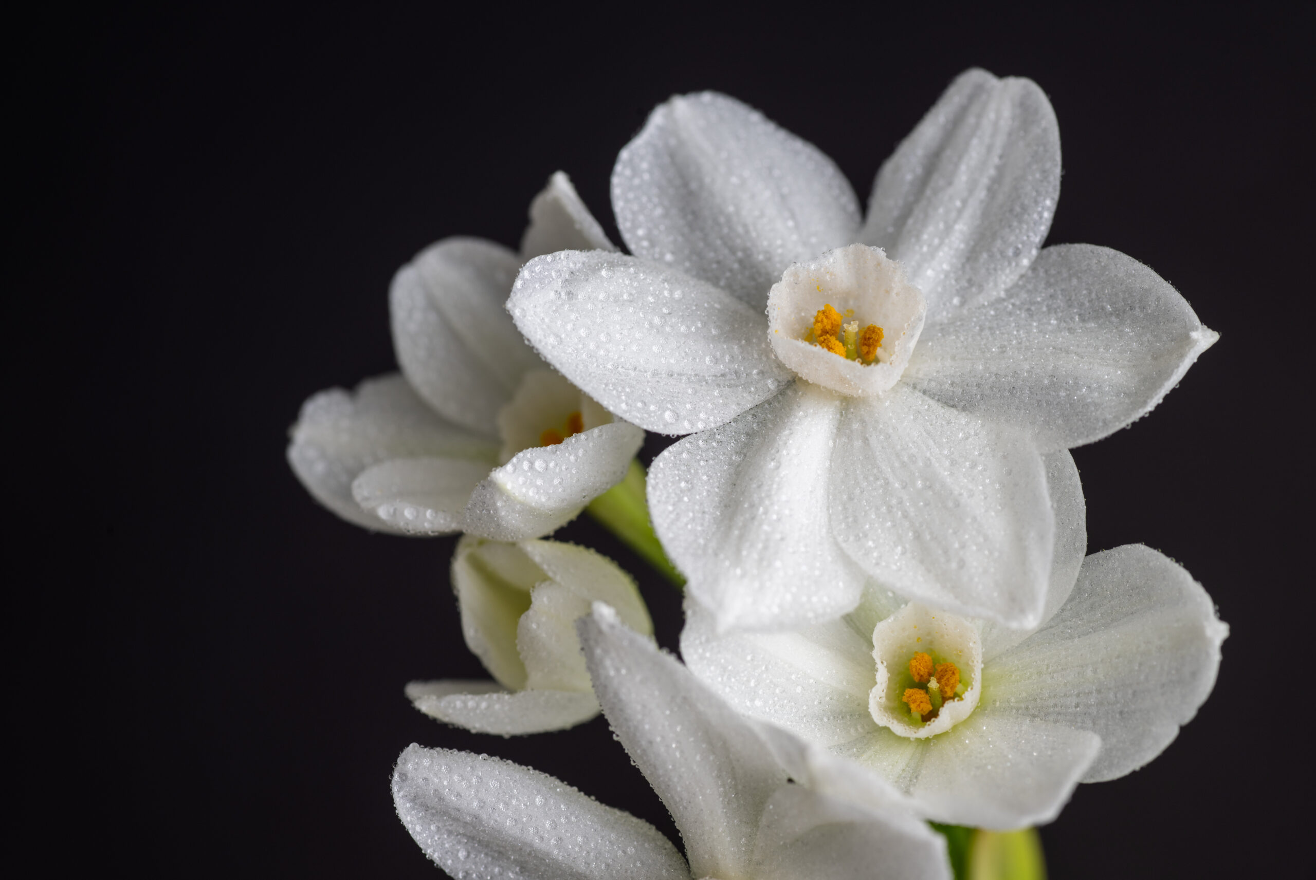 Closeup of paperwhites blooming.