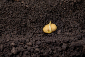 Parts of a Seed: Anatomy, Functions and Germination