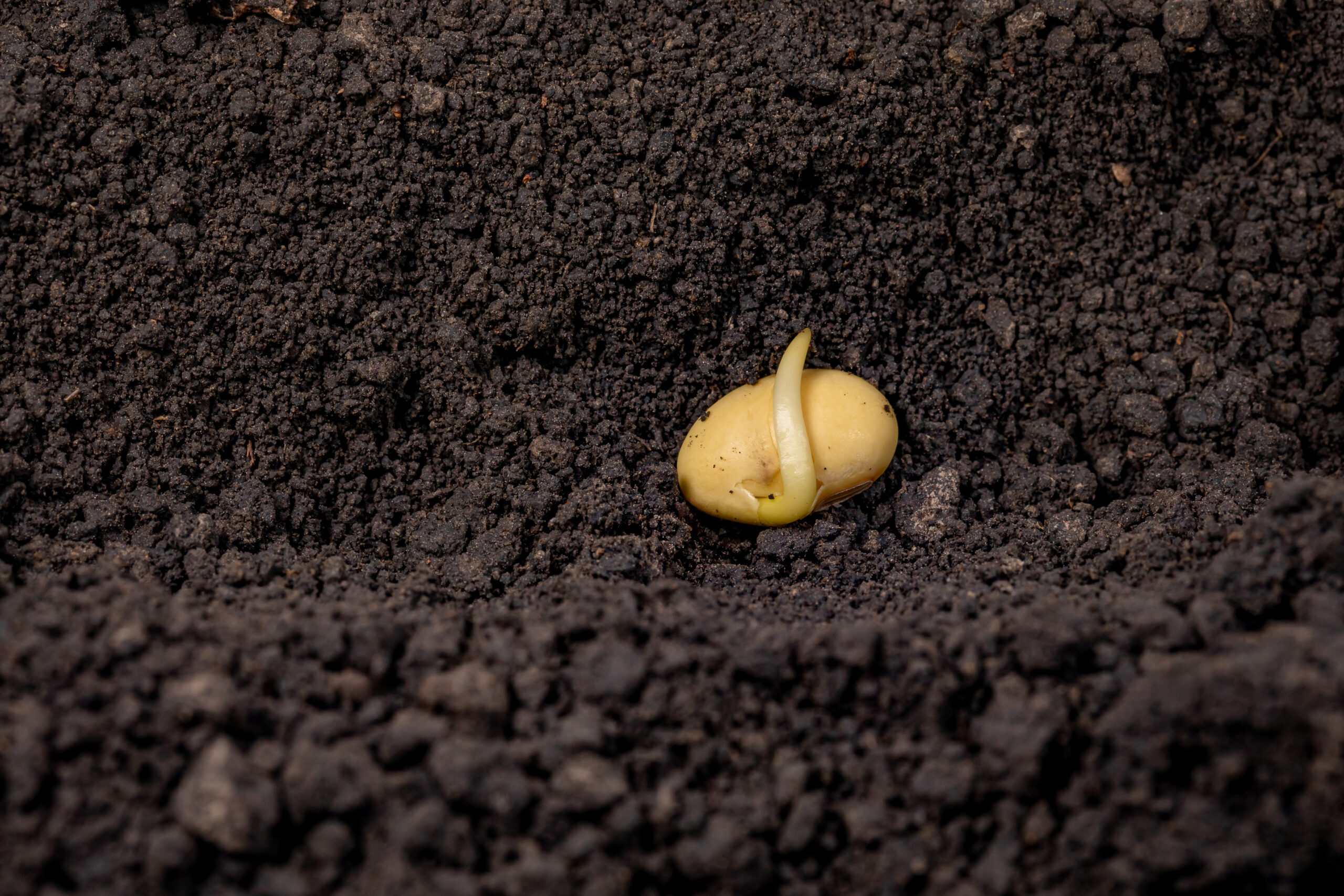Parts of a Seed: Anatomy, Functions and Germination
