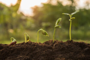 Seedlings growing from the rich soil to plant growth evolution from seed.