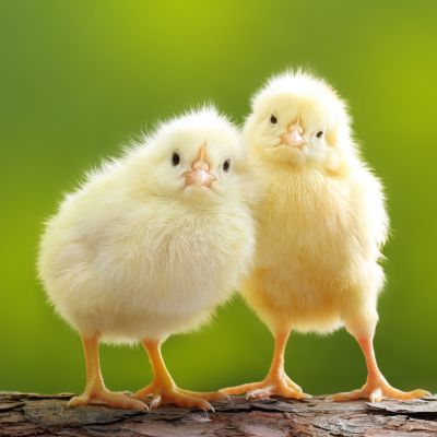 Pasty Butt in Chicks: Causes, Treatment & Prevention