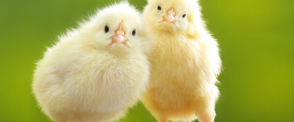 Pasty Butt in Chicks: Causes, Treatment & Prevention