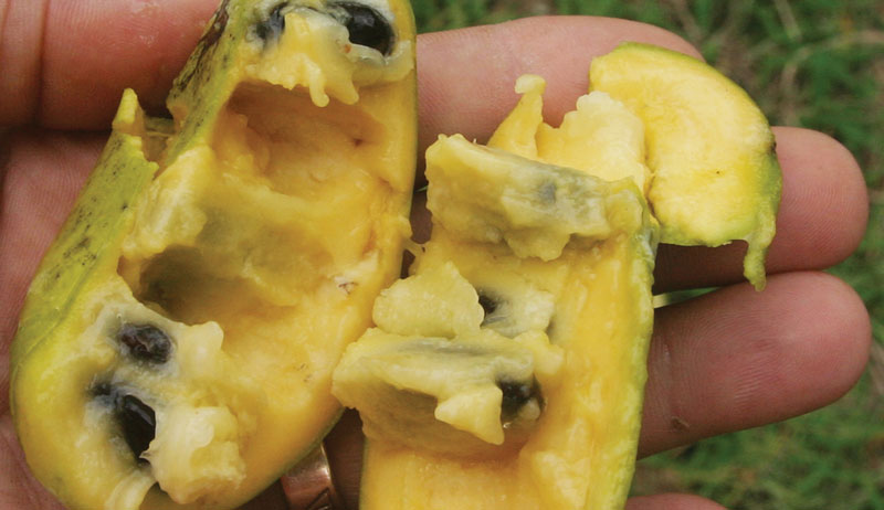 pawpaw fruit open seeds pulp custard