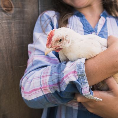 Best Pet Chickens: Breeds, Care & Affection Tips