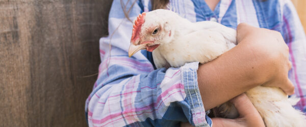 Best Pet Chickens: Breeds, Care & Affection Tips