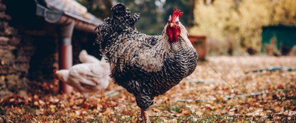 Pecking Order Changes Can Present Problems For Keepers