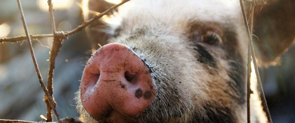 Now Is A Great Time To Learn On-Farm Pig Butchering