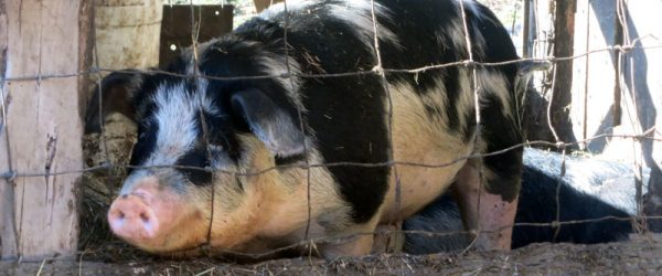 On A Small Farm Homestead, The Pig Can Be Invaluable