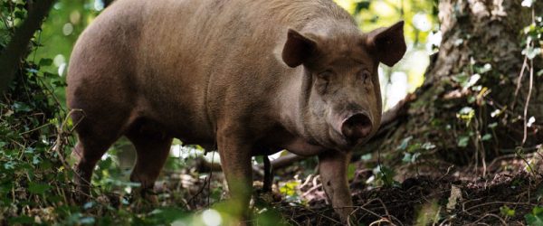 Use Pigs To Improve Your Soil & Landscape