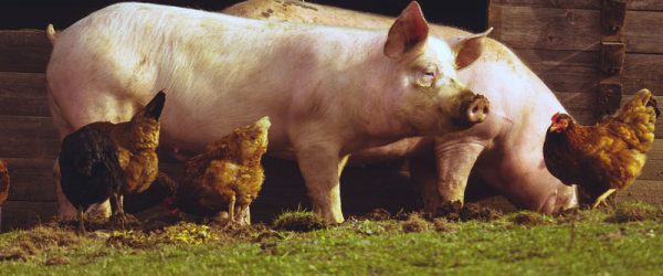 The When, Where & Hows Of Pastured Pigs