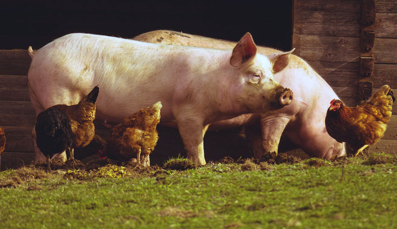 pastured pasturing pasture pigs