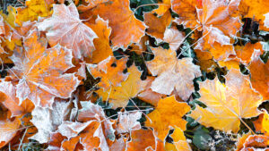 Plant Dormancy: How Plants Prepare for Winter