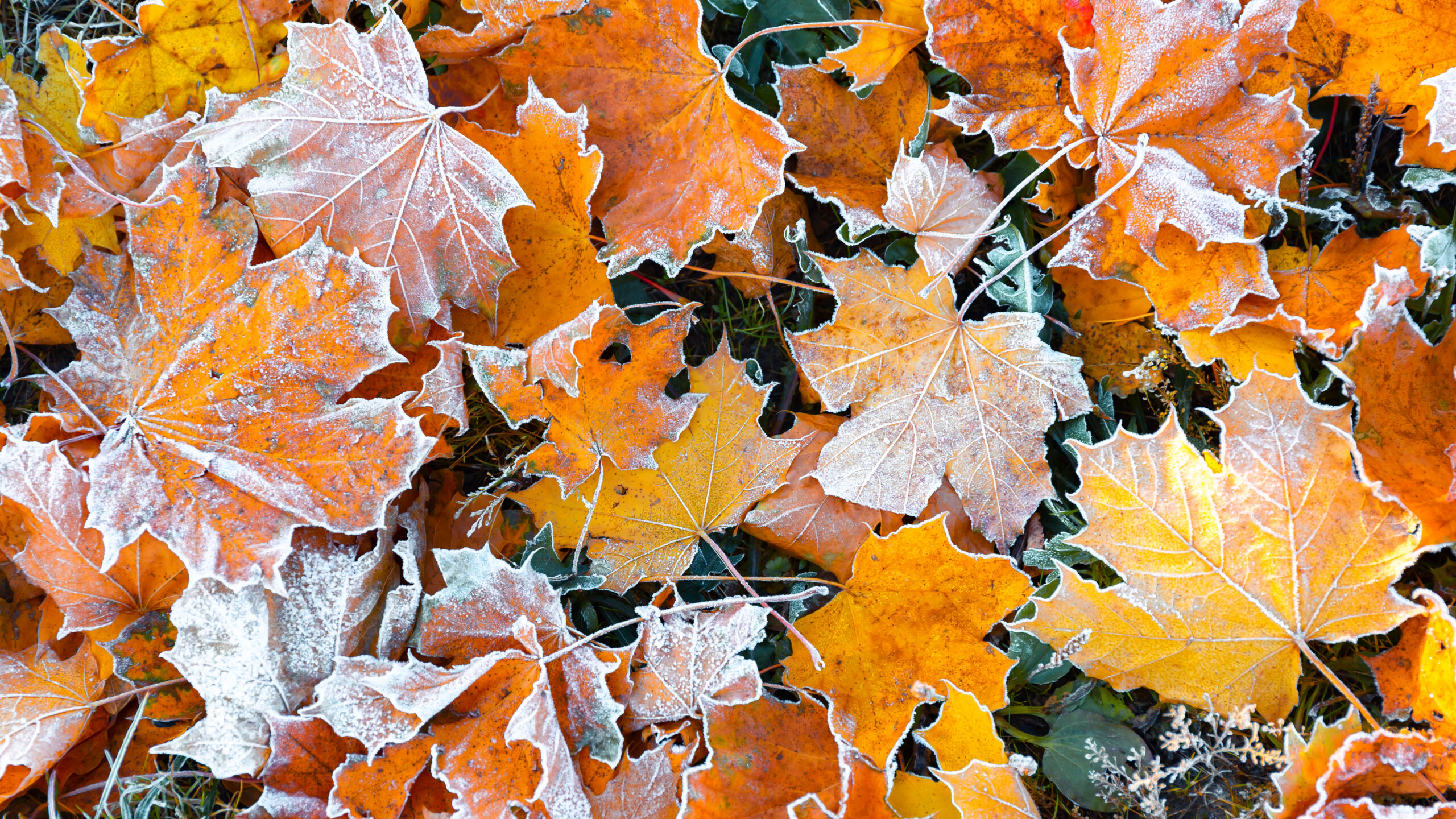 Plant Dormancy: How Plants Prepare for Winter