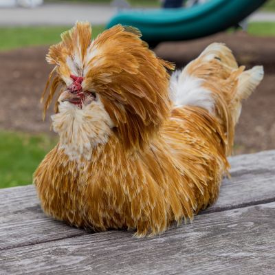 Polish Chicken Breed: History, Traits & Care Tips