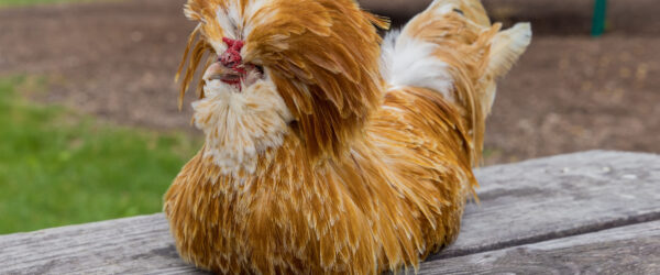 Polish Chicken Breed: History, Traits & Care Tips