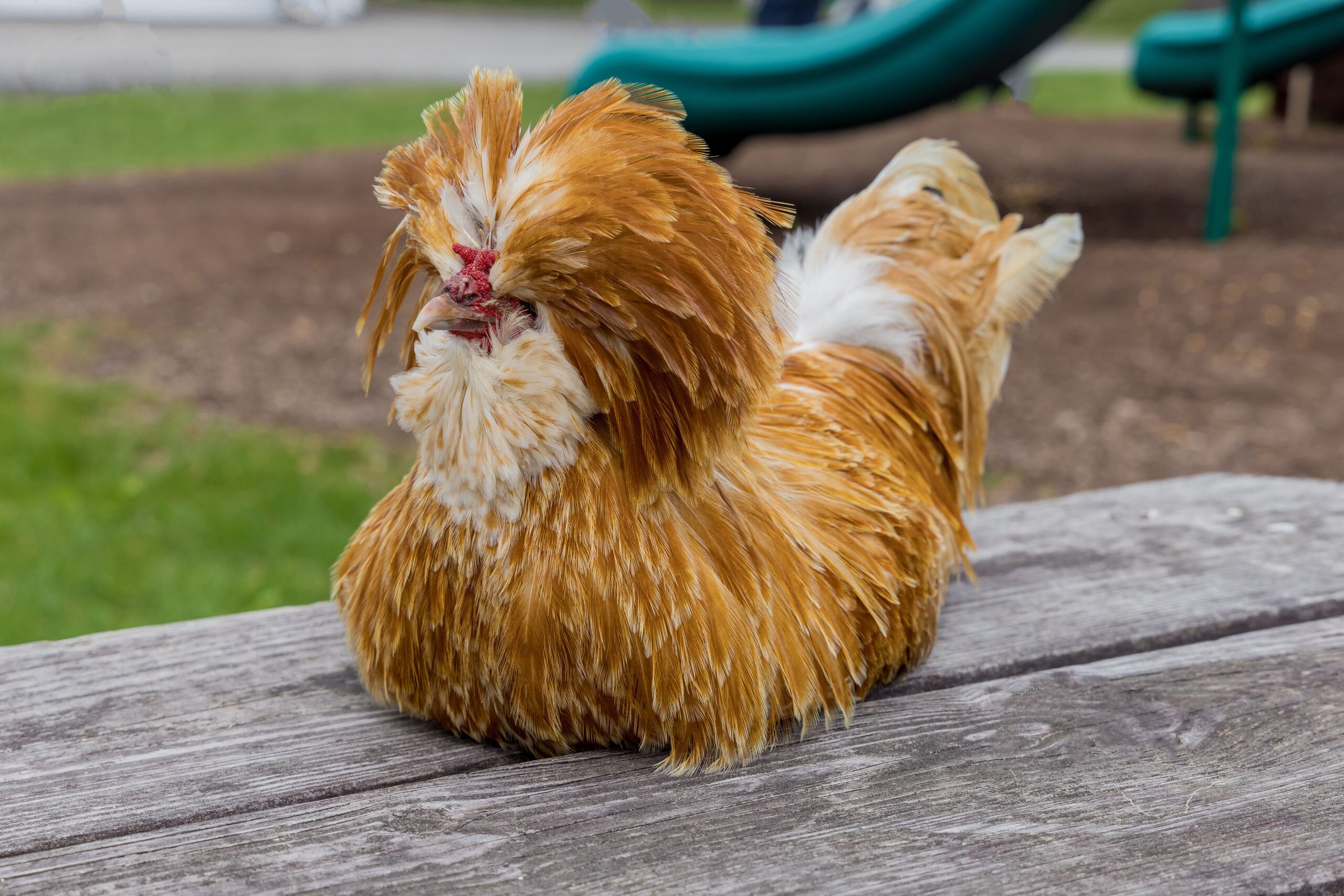 polish chicken breed sitting on a wood picnic table