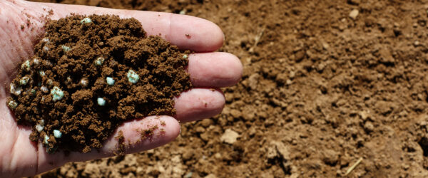 Potassium in Soil: Why Plants Need It and How to Add More