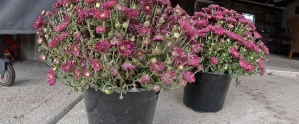 Video: How To Transplant A Newly Purchased Potted Plant