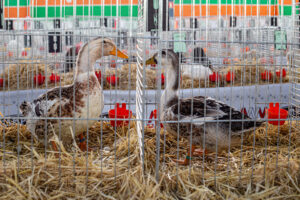 How to Prepare for Poultry Shows: 5 Showmanship Tips