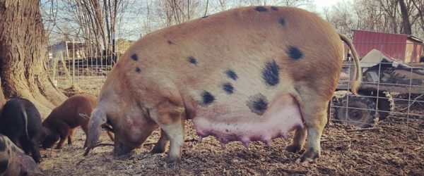 5 Tips For How to Tell If a Pig Is Pregnant