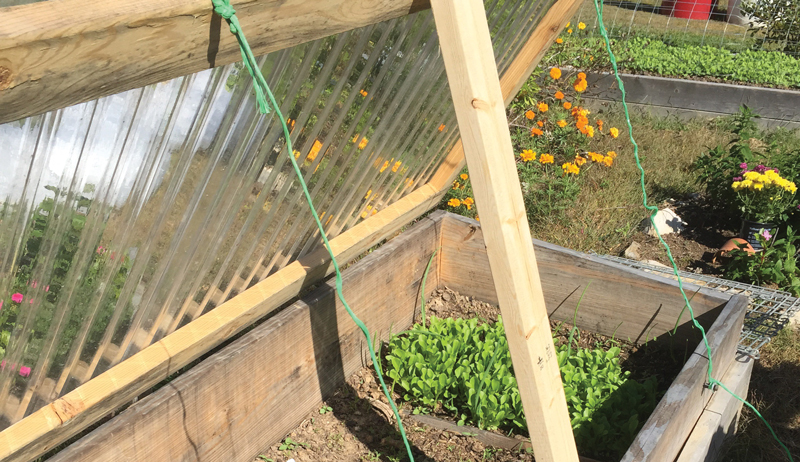 cold frame frames gardening garden