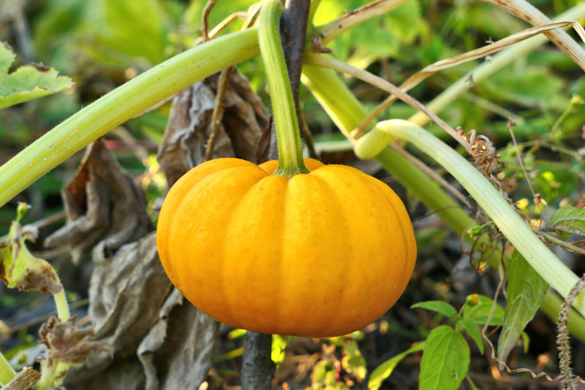 jack be little pumpkin variety growing in the garden
