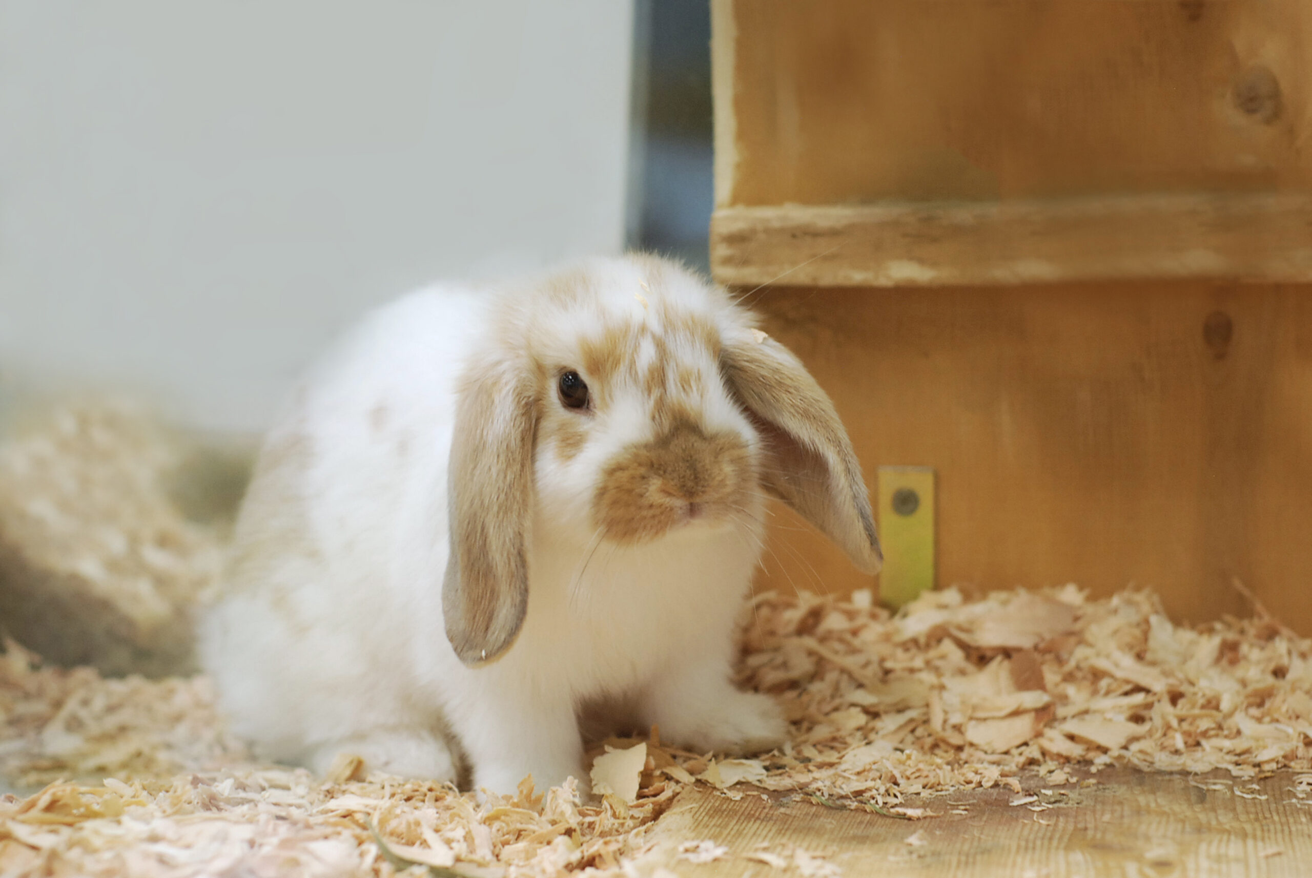 holland lop rabbit is in the best rabbit breeds list