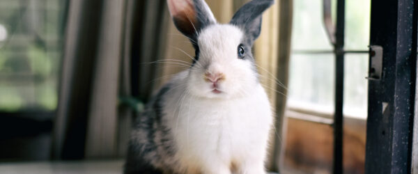 Rabbit Care Basics: 5 Vital Essentials to Know