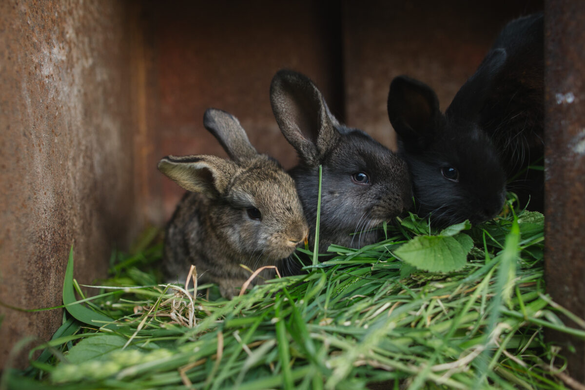 rabbit facts include knowing what to feed rabbits including grass and hay
