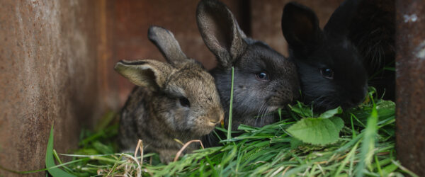 Rabbit Facts Every Hobby Farmer Should Know