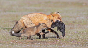 Rabbit Predators: 6 Common Threats
