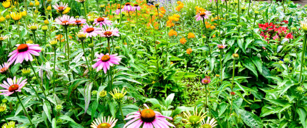 Using Rain Gardens & Bioswales to Manage Rainwater