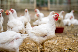 Raising Broiler Chickens: Health Concerns